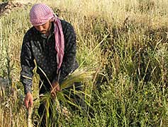Modern-day harvesting of wild barley in southern Syria