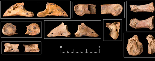 Selection of gazelle bones from Space 3 at Shubayqa 6 - click to enlarge