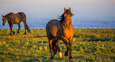 Origin of domestic horses finally established