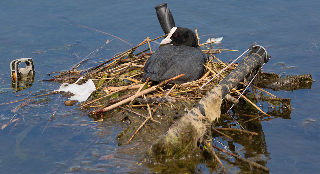 Coot nesting on bike on a lake in Copenhagen. Birds and humans also co-inhabited specific environments in our prehistory, new research shows. Photo: Lisa Yeomans
